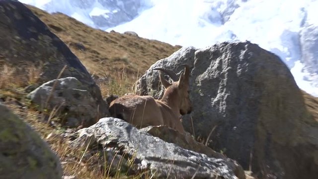 Caucasus. Mountain goat.