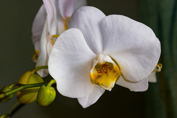 Beautiful flower white Orchid Phalaenopsis close up on dark background
