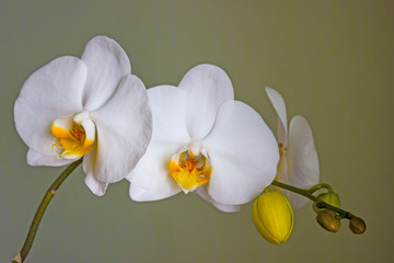 Beautiful flower white Orchid Phalaenopsis close up on dark background
