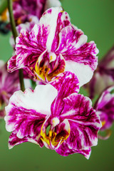 Beautiful flower purple Orchid Phalaenopsis closeup on green background
