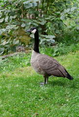 One Canada goose or branta canadensis on green grass.