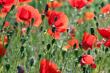 poppies flowers meadow countryside spring season