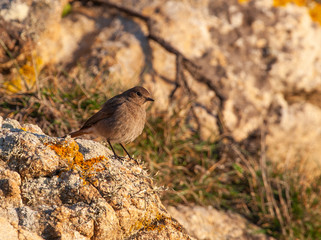 Colirrojo tizón (Phoenicurus ochruros)