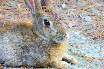 Big rabbit in the forest