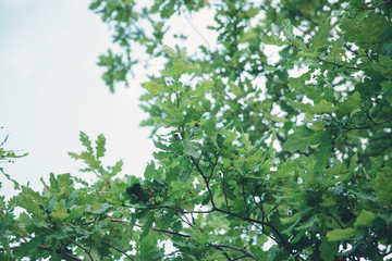 Leaves of the oak tree against blue sky