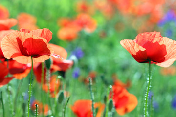 wild poppy flower in meadow spring season