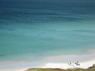 The Falkland Islands