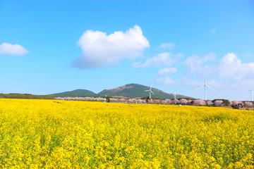 벚꽃과 유채꽃이 아름답게 피어난 제주"유채꽃프라자"의 모습 이다.
