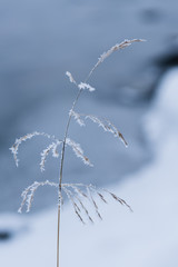 frost on the grass