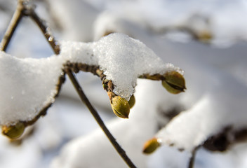 branch and snow