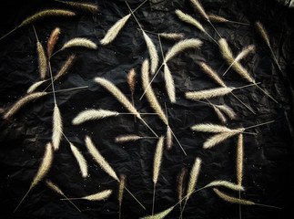 Many herb spikelets and seeds on black background. Herbal dry wildflowers dark autumn backdrop. Herbarium pattern