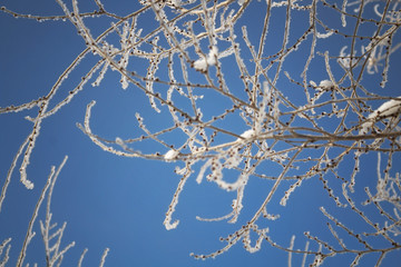 Tree and sky. Winter tree. Elm tree. 