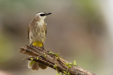 Closeup of brown mature bird ,front view..Yellow vented bulbul  bird perching on broken branch  with natural blurred  background..