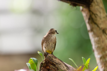 Closeup of brown mature bird ,front view..Yellow vented bulbul  bird perching on broken branch turning head backward with natural blurred  background.