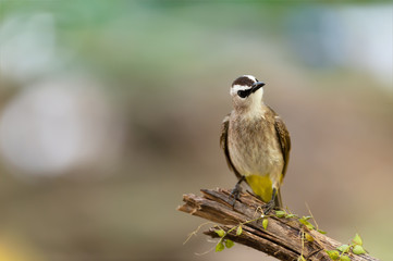 Closeup of brown mature bird ,front view..Yellow vented bulbul  bird perching on broken branch turning head wondering with natural blurred  background.