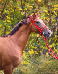 Obraz premium portrait of a horse
