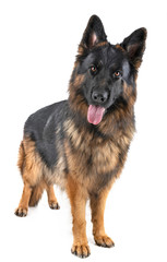 german shepherd in studio