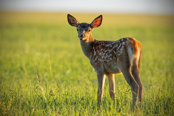 Young cute baby red deer, cervus elaphus, fawn in warm sunset light. Portrait of young cub from nature. Natural scenery with pretty animal.