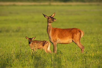 Red deer hind with calf walking at sunset. Mother and child animal in nature. Wildlife family. Female deer protecting its young. © WildMedia