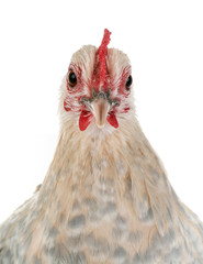 dutch booted bantam