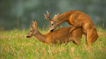 Obraz premium Roe deer, capreolus capreolus, couple copulating at evening light during summer rain. Wild animals reproducing. Mammals having sex. Mating behaviour during rutting season in wilderness.