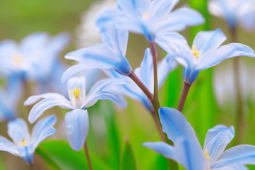 Glory-of-the-snow (Scilla luciliae) flowers in early spring
