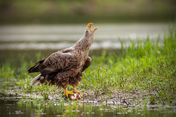 Adult white-tailed eagle, haliaeetus albicilla, in summer screaming. Wild bird in natural environment.