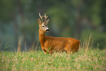Roe deer with clear blurred background. Roebuck stag in summer with big antlers.