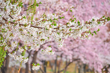 Blooming sakura cherry blossom