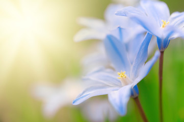 Glory-of-the-snow (Scilla luciliae) flowers in early spring