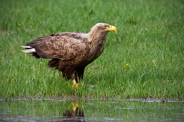 Adult white-tailed eagle, haliaeetus albicilla, in summer sitting on a bank. Erne with big yellow beak near water. Wildlife scnery from nature.