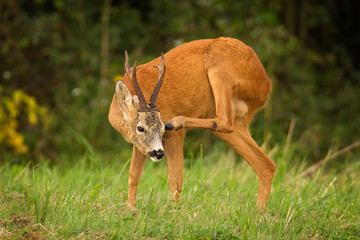 Wild roe deer with big antlers scratching its head. Wildlife scenery with roebuck and typical behaviour.