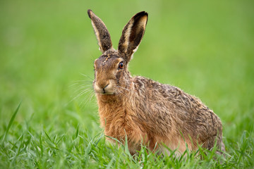 European brown hare, lepus europaeus in summer with green blurred background. Detailed close-up of wild rabbit.