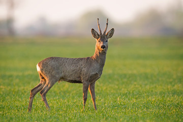 Roe deer, capreolus capreolus, stag in summer in soft light. Male mammal stangind on a field. Wild animal.