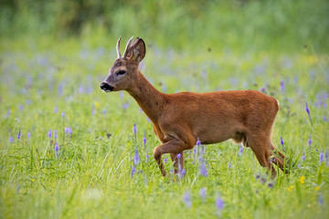 Roe deer, capreolus capreolus, buck in summer on a meadow full of flowers. Roebuck at sunset. Wild animal in natural environment. Cute wild male deer.