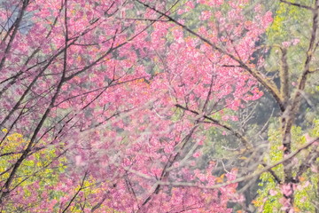 Obraz na płótnie Canvas Soft focus Beautiful Wild Himalayan (Prunus) or Thai Sakura cherry blossom on top tree branches, pink flowers blooming in Khun Mae Ya, Chiang Mai, Thailand.