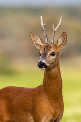 Portrait of a roe deer, capreolus capreolus, buck in summer with clear blurred background. Detail...