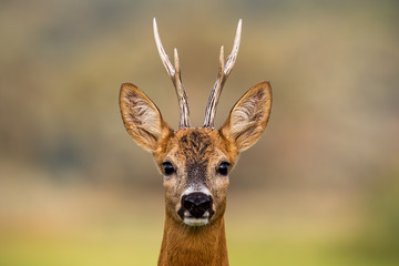 Portrait of a roe deer, capreolus capreolus, buck in summer with clear blurred background. Detail...