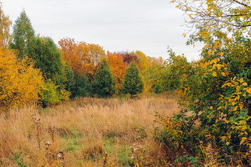 Fototapeta premium Autumn landscape. Beautiful colored trees over the hills, glowing in sunlight. wonderful picturesque background. color in nature. gorgeous view.