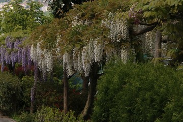 climbing wisteria flowers white