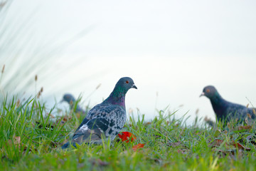 鳩　ハト　はと　羽鳥　野鳥　伝書バト　鳥