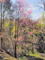 Fototapeta premium Beautiful Wild Himalayan (Prunus) or Thai Sakura Cherry blossom on the hill around with green forest background, blooming in Khun Mae Ya, Chiang Mai, Thailand.
