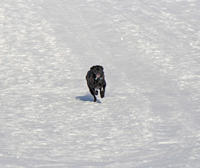 walk of a dog in the winter park