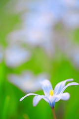 Glory-of-the-snow (Scilla luciliae) flowers in early spring