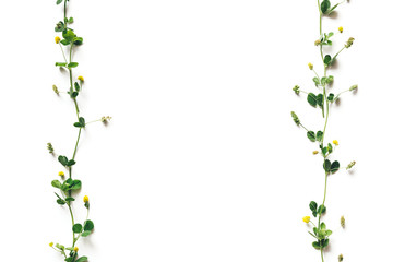 Yellow Clover On White Background