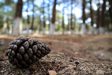 Pine cone on forest ground, close-up cones on forest floor