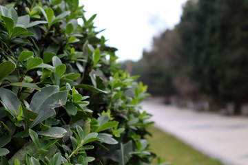 Beautiful green leaf leaves beside pathway in the park with blurred background