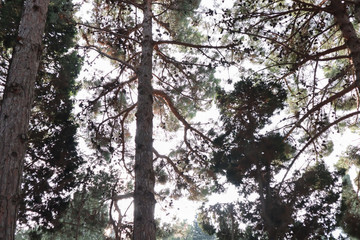 Bottom view of tall trees. pine trees from the bottom up