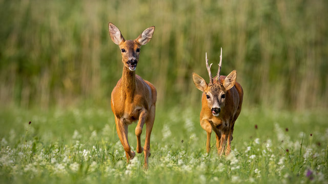 Roe deer, capreolus capreolus, buck and doe during rutting season. Male wild deer chasing female in mating season. Pair of two mammals in love.