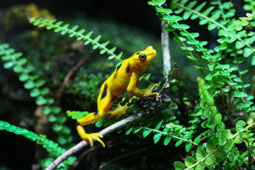 Yellow frog with black spots is climbing on a branch in a tropical forest 